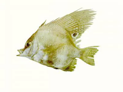 Short boarfish (Parazanclistius hutchinsi)