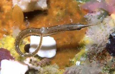Short-bodied pipefish (Choeroichthys brachysoma)