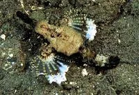 Short dragonfish (Eurypegasus draconis)