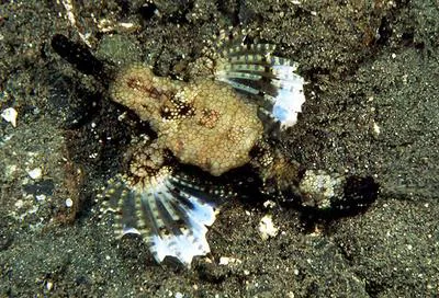 Short dragonfish (Eurypegasus draconis)