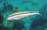 Short-fin goatfish (Upeneus oligospilus)