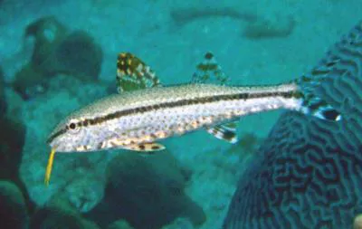 Short-fin goatfish (Upeneus oligospilus)