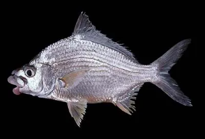 Short fin mojarra (Eugerres brevimanus)