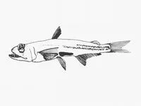 Short fin pearleye (Scopelarchus analis)