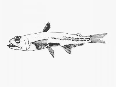 Short fin pearleye (Scopelarchus analis)