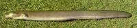 Short-finned eel (Anguilla australis australis)