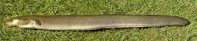 Short-finned eel (Anguilla australis australis)