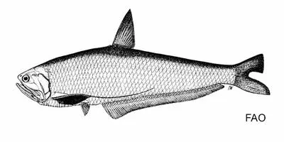 Short-hairfin anchovy (Setipinna brevifilis)