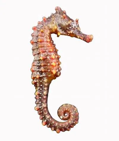 Short-head seahorse (Hippocampus breviceps)