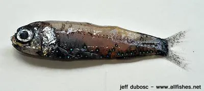 Short-headed lantern fish (Diaphus brachycephalus)