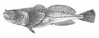 Short-headed sculpin (Cottinella boulengeri)