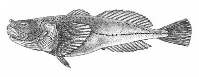 Short-headed sculpin (Cottinella boulengeri)