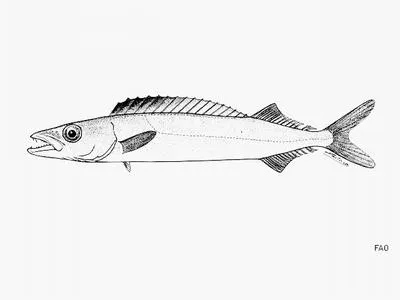Short-lined escolar (Rexea brevilineata)