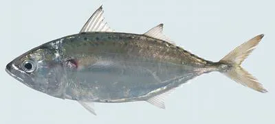 Short mackerel (Rastrelliger brachysoma)