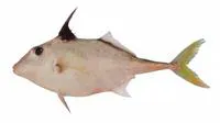 Short-nosed tripodfish (Triacanthus biaculeatus)