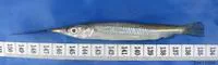 Short river garfish (Zenarchopterus rasori)