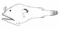 Short-rod anglerfish (Microlophichthys microlophus)
