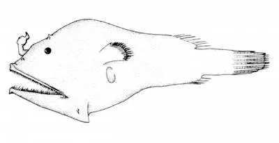 Short-rod anglerfish (Microlophichthys microlophus)