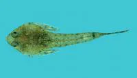 Short-snout sand-dragonet (Callionymus schaapii)