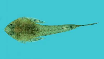 Short-snout sand-dragonet (Callionymus schaapii)