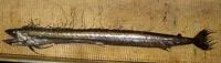 Short snouted lancetfish (Alepisaurus brevirostris)