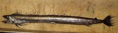 Short snouted lancetfish (Alepisaurus brevirostris)
