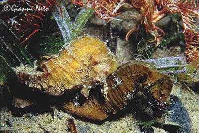 Short snouted seahorse (Hippocampus hippocampus)