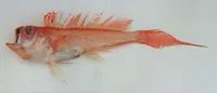 Short-tail bandfish (Owstonia totomiensis)