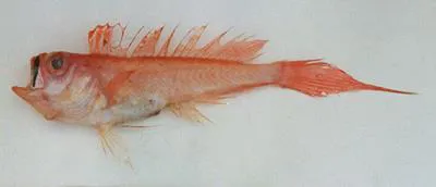 Short-tail bandfish (Owstonia totomiensis)