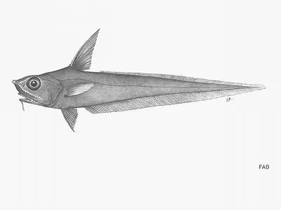 Short-tail grenadier (Nezumia proxima)