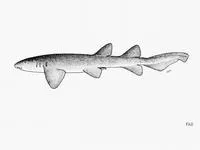 Short-tail nurse shark (Pseudoginglymostoma brevicaudatum)
