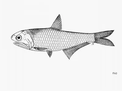 Short-tail thryssa (Thryssa brevicauda)