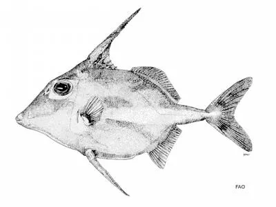Short-tail tripodfish (Tripodichthys oxycephalus)