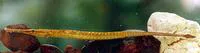 Short-tailed pipefish (Microphis brachyurus brachyurus)