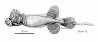 Short tapetail (Parataeniophorus brevis)