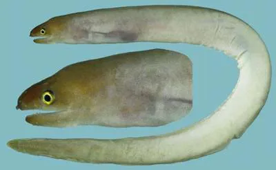 Short-tooth moray (Gymnothorax kontodontos)