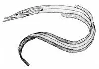 Short-tooth sawpalate (Serrivomer lanceolatoides)