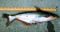 Shortbarbel pangasius (Pseudolais micronemus)