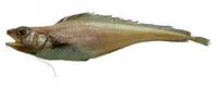 Shortbeard codling (Laemonema barbatulum)