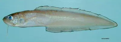 Shortbeard cusk-eel (Lepophidium brevibarbe)