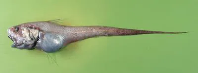 Shortbeard grenadier (Nezumia brevibarbata)