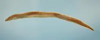 Shortbelly eel (Dysomma anguillare)