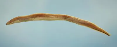 Shortbelly eel (Dysomma anguillare)