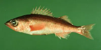 Shortbelly rockfish (Sebastes jordani)
