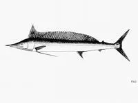 Shortbill spearfish (Tetrapturus angustirostris)