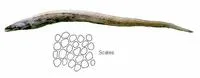Shortdorsal cutthroat eel (Synaphobranchus brevidorsalis)