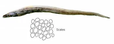Shortdorsal cutthroat eel (Synaphobranchus brevidorsalis)