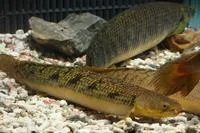 Shortfin bichir (Polypterus palmas palmas)