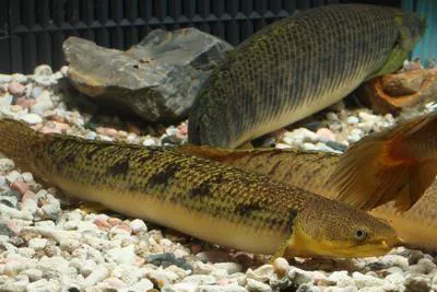 Shortfin bichir (Polypterus palmas palmas)
