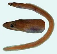 Shortfin false moray (Kaupichthys brachychirus)